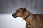 Rhodesian Ridgeback Portrait