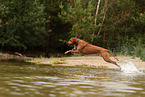 Rhodesian Ridgeback