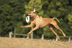 Rhodesian Ridgeback