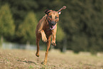 Rhodesian Ridgeback