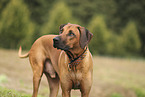 Rhodesian Ridgeback
