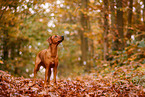 Rhodesian Ridgeback