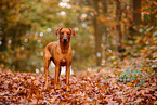 Rhodesian Ridgeback