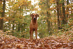 Rhodesian Ridgeback
