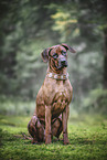 Rhodesian Ridgeback