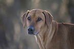 Rhodesian Ridgeback
