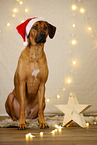Rhodesian Ridgeback in Weihnachtsdekoration