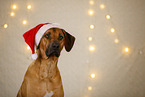 Rhodesian Ridgeback in Weihnachtsdekoration