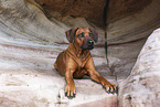 Rhodesian Ridgeback