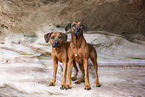 Rhodesian Ridgeback