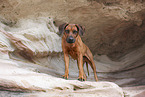 Rhodesian Ridgeback
