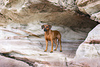 Rhodesian Ridgeback