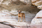 Rhodesian Ridgeback