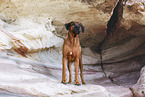 Rhodesian Ridgeback
