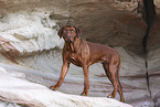 Rhodesian Ridgeback
