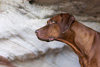 Rhodesian Ridgeback