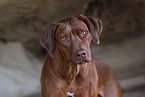 Rhodesian Ridgeback