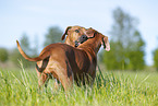 Rhodesian Ridgeback Senior