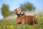 Rhodesian Ridgeback Senior