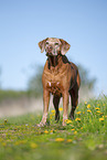 Rhodesian Ridgeback Senior