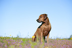 Rhodesian Ridgeback
