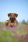 Rhodesian Ridgeback