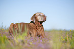 Rhodesian Ridgeback Senior