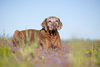 Rhodesian Ridgeback Senior