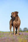 Rhodesian Ridgeback