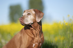 Rhodesian Ridgeback Senior