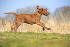Rhodesian Ridgeback Welpe