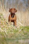 Rhodesian Ridgeback Welpe