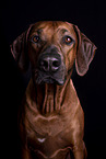 Rhodesian Ridgeback