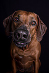 Rhodesian Ridgeback