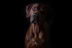 Rhodesian Ridgeback