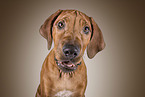 Rhodesian Ridgeback