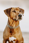 Rhodesian Ridgeback H�ndin