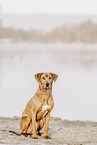 Rhodesian Ridgeback H�ndin