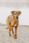 Rhodesian Ridgeback H�ndin