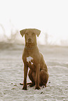 Rhodesian Ridgeback H�ndin
