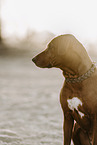 Rhodesian Ridgeback H�ndin