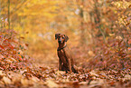 junger Rhodesian Ridgeback