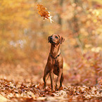 junger Rhodesian Ridgeback