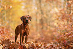 junger Rhodesian Ridgeback