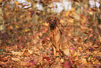 junger Rhodesian Ridgeback