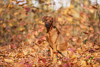 junger Rhodesian Ridgeback