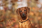 junger Rhodesian Ridgeback