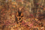 junger Rhodesian Ridgeback