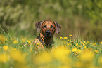 Rhodesian Ridgeback