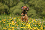 Rhodesian Ridgeback